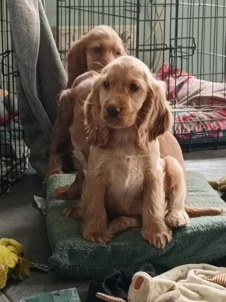 Engelse Cocker spaniël pups, Dieren en Toebehoren, Honden | Retrievers, Spaniëls en Waterhonden, Meerdere dieren, Spaniël, Particulier