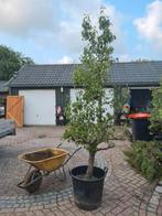 Oude perenbomen € 110,-, Tuin en Terras, Planten | Bomen, Ophalen, Halfschaduw, Overige soorten