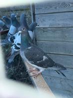 Onbevlogen jongen, Dieren en Toebehoren, Vogels | Duiven, Meerdere dieren, Postduif