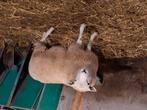 Mooie dekram te koop, Dieren en Toebehoren, Schapen, Geiten en Varkens, Mannelijk, Schaap
