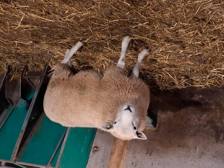 Mooie dekram te koop, Dieren en Toebehoren, Schapen, Geiten en Varkens, Schaap, Mannelijk