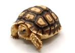 Sulcata schildpadden, Dieren en Toebehoren, Schildpad
