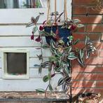 Mooie tradescantia plant, Ophalen, Overige soorten, Halfschaduw, Minder dan 100 cm
