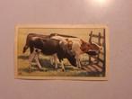 Los plaatje voor Verkade album Boerderij, Ophalen of Verzenden, Gelezen
