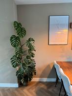 Monstera variegata 190cm, Huis en Inrichting, Kamerplanten, Ophalen, Halfschaduw, 150 tot 200 cm