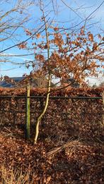 Eikenboom, Volle zon, Lente, 100 tot 250 cm, Overige soorten