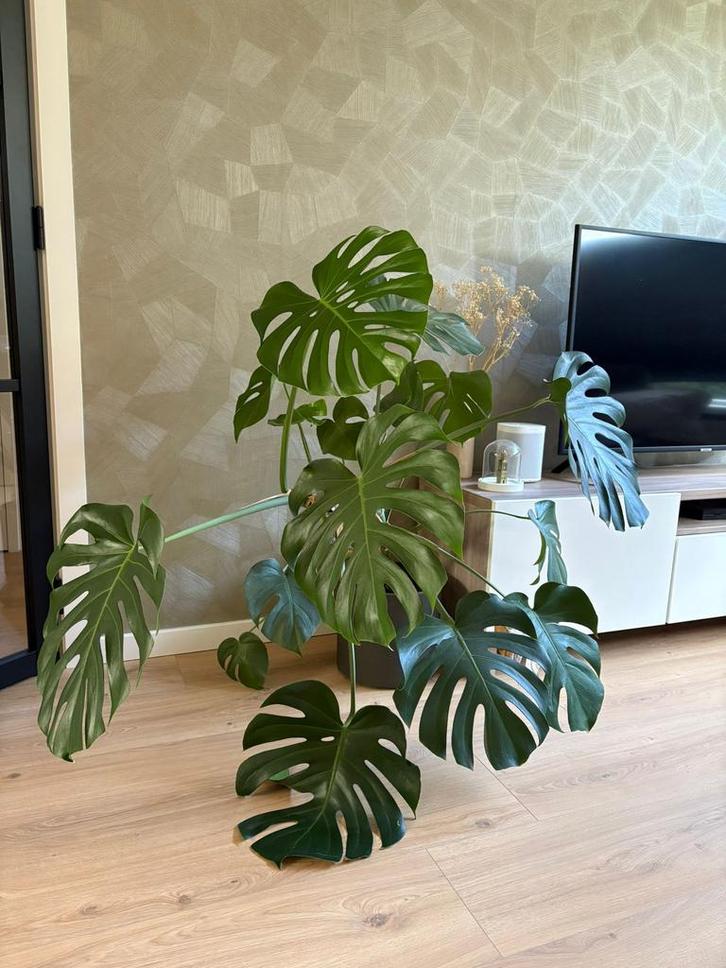 Mooie, volle monstera plant, Huis en Inrichting, Kamerplanten, 100 tot 150 cm, Halfschaduw, Ophalen