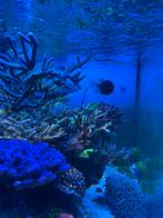 Zeeaquarium wateranalyse + persoonlijk advies, Vis