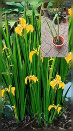 Gele Lis / Iris, bio gekweekt, tuin vijver/zuurstofplanten, Tuin en Terras, Ophalen, Volle zon, Vaste plant, Zomer