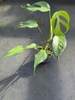 Monstera Burle Marx Flame, Ophalen of Verzenden, Halfschaduw, Minder dan 100 cm