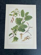 10 prenten bomen/ struiken 19x27 cm samen 20 euro oa eik, Antiek en Kunst, Antiek | Schoolplaten, Ophalen of Verzenden, Natuur en Biologie