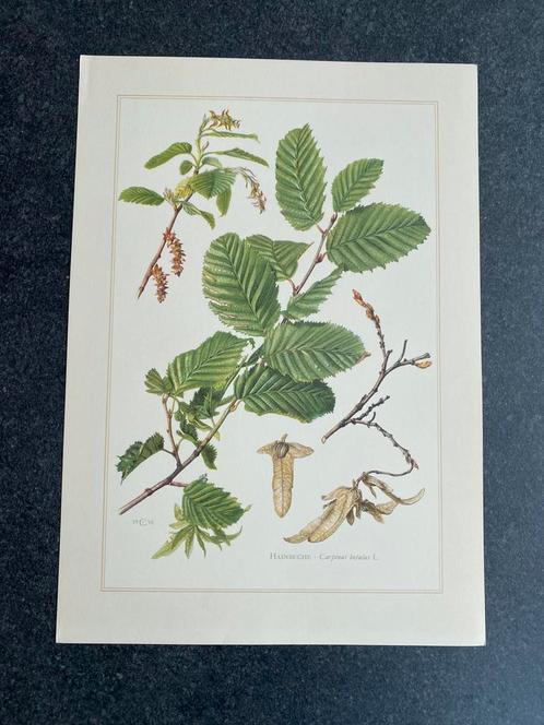 10 prenten bomen/ struiken 19x27 cm samen 20 euro oa eik, Antiek en Kunst, Antiek | Schoolplaten, Natuur en Biologie, Ophalen of Verzenden