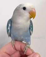 Jonge Agapornis roseicollis / lovebird / dwergpapegaai blauw, Dieren en Toebehoren, Vogels | Parkieten en Papegaaien, Mannelijk