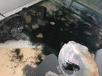 3 schildpadden en aquarium te koop, Ophalen, Gebruikt, Terrarium of Paludarium