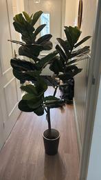 Kunst Vijgenboom in Pot, Ophalen, Ficus, Volledige schaduw, 100 tot 150 cm