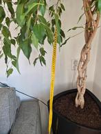 Grote   ficus kamer  plant  met pot, Huis en Inrichting, Kamerplanten, Ophalen, Halfschaduw, Minder dan 100 cm