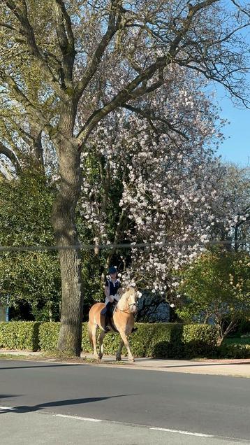 paarden bijbaantje gezocht! beschikbaar voor biedingen