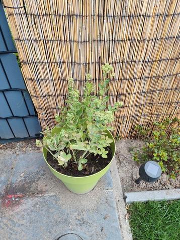 Sedum in groene planten bak. beschikbaar voor biedingen