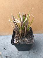 Pennisetum alopecuroides (Lampepoetsersgras), Tuin en Terras, Planten | Tuinplanten, Zomer, Vaste plant, Siergrassen, Ophalen