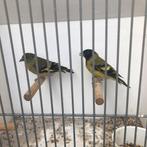 Zwartkopsijzen en div bastaarden zie foto’s, Meerdere dieren, Wildzangvogel