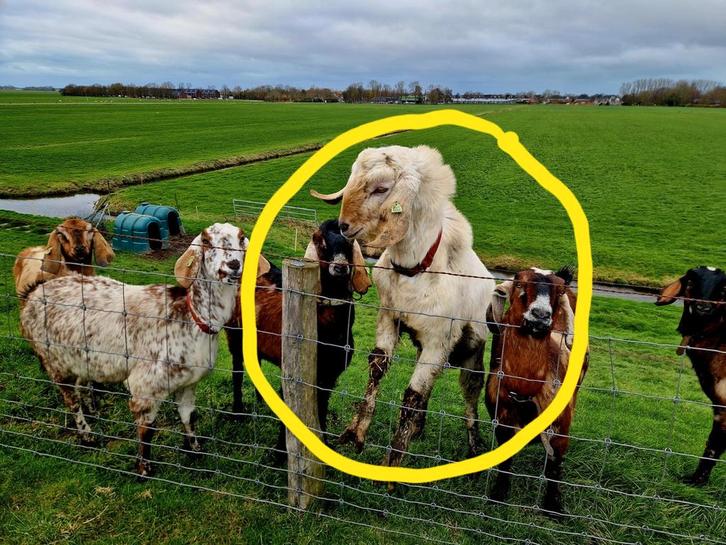 Te koop lieve maanvlek doorfokkende bok, Dieren en Toebehoren, Schapen, Geiten en Varkens, Geit, Mannelijk