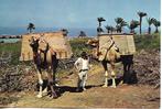 Kamelen., Verzamelen, Ansichtkaarten | Dieren, Wild dier, Ongelopen, Verzenden, 1980 tot heden