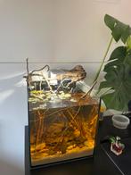 30L aquarium met lamp, heater en filter, Ophalen, Zo goed als nieuw, Leeg aquarium