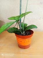 hoya crassipetiilata pm 8 nummer H1115, Ophalen of Verzenden, Overige soorten, Minder dan 100 cm