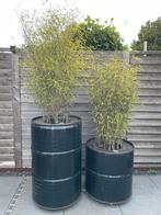 2 olievaten met bamboe erin., Tuin en Terras, Ophalen, Gebruikt, 100 cm of meer, Rond