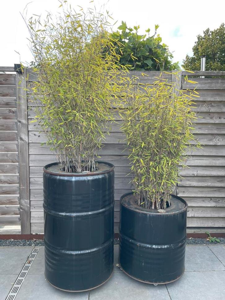 2 olievaten met bamboe erin., Tuin en Terras, Bloembakken en Plantenbakken, Gebruikt, Metaal, Tuin, 60 cm of meer, 100 cm of meer