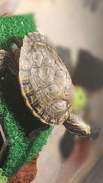 Mannelijke baby geelbuikschildpad, Dieren en Toebehoren, Reptielen en Amfibieën, 0 tot 2 jaar, Tam, Schildpad