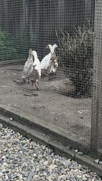 3 loopeenden, Meerdere dieren, Eend