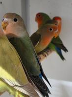 Diverse agapornissen, Dieren en Toebehoren, Vogels | Parkieten en Papegaaien, Geslacht onbekend, Dwergpapegaai of Agapornis