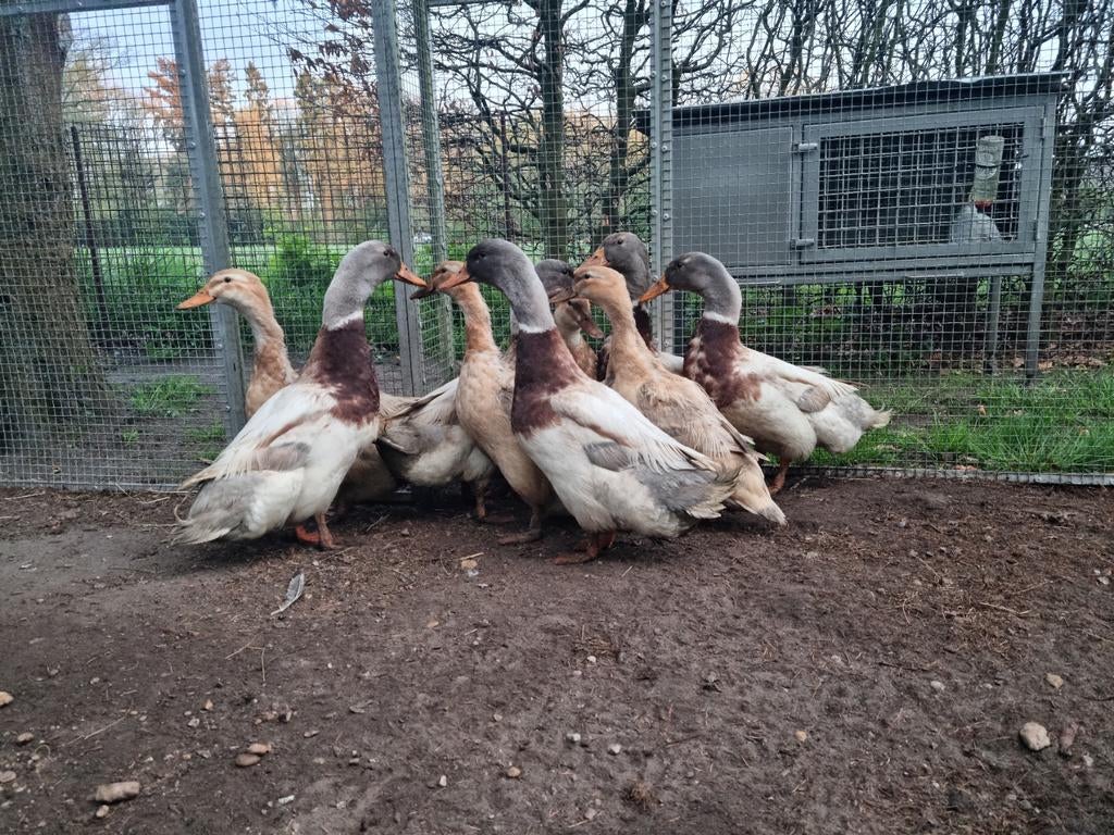 Broedeieren raszuivere Sakseneenden, Geslacht onbekend, Eend