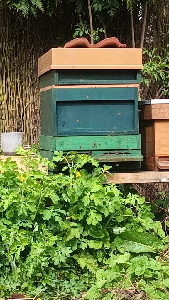 Buckfast bijenvolken, Dieren en Toebehoren, Juni, Meerdere dieren