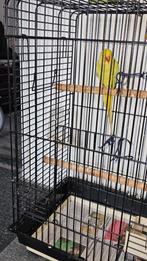 Halsbandparkiet pop, Dieren en Toebehoren, Vogels | Parkieten en Papegaaien, Vrouwelijk, Parkiet, Geringd