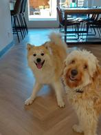 Husky mix /  pomsky, Dieren en Toebehoren, Honden | Poolhonden, Keeshonden en Oertypen, Reu, 1 tot 2 jaar, Poolhond, Parvo