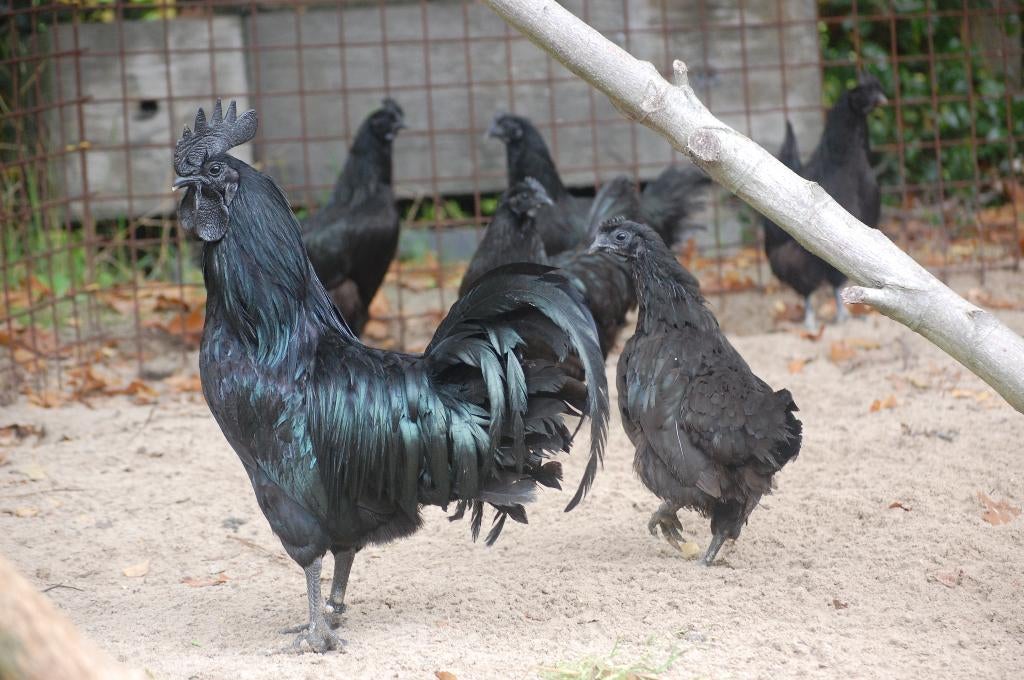 BROEDEIEREN AYAM CEMANI, Geslacht onbekend, Kip