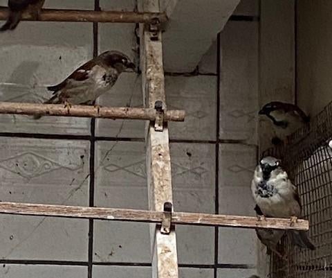 Ter overdracht huismusmannen aangeboden, Dieren en Toebehoren, Vogels | Overige Vogels, Meerdere dieren, Wildzangvogel, Geringd