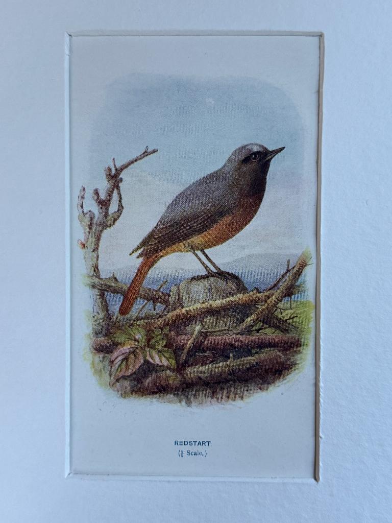 1901 - litho - gewone roodstaart / redstart - P0666-22, Ophalen of Verzenden, Ets, 1900 - 1949