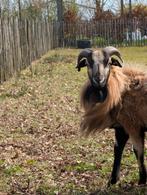 Djalonke of Kameroen schaap ram ubn, Dieren en Toebehoren, Mannelijk, Schaap, 3 tot 5 jaar