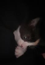 Schattig poesje van 8 weken oud te koop, Dieren en Toebehoren, Katten en Kittens | Overige Katten, Poes, Kortharig, 0 tot 2 jaar