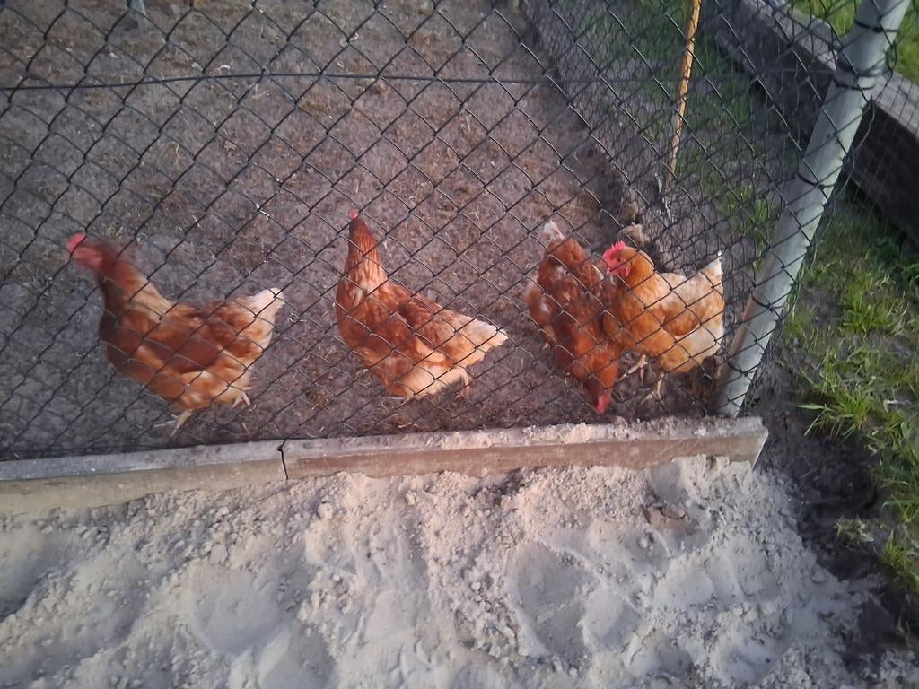 Legkippen te koop, Vrouwelijk, Kip