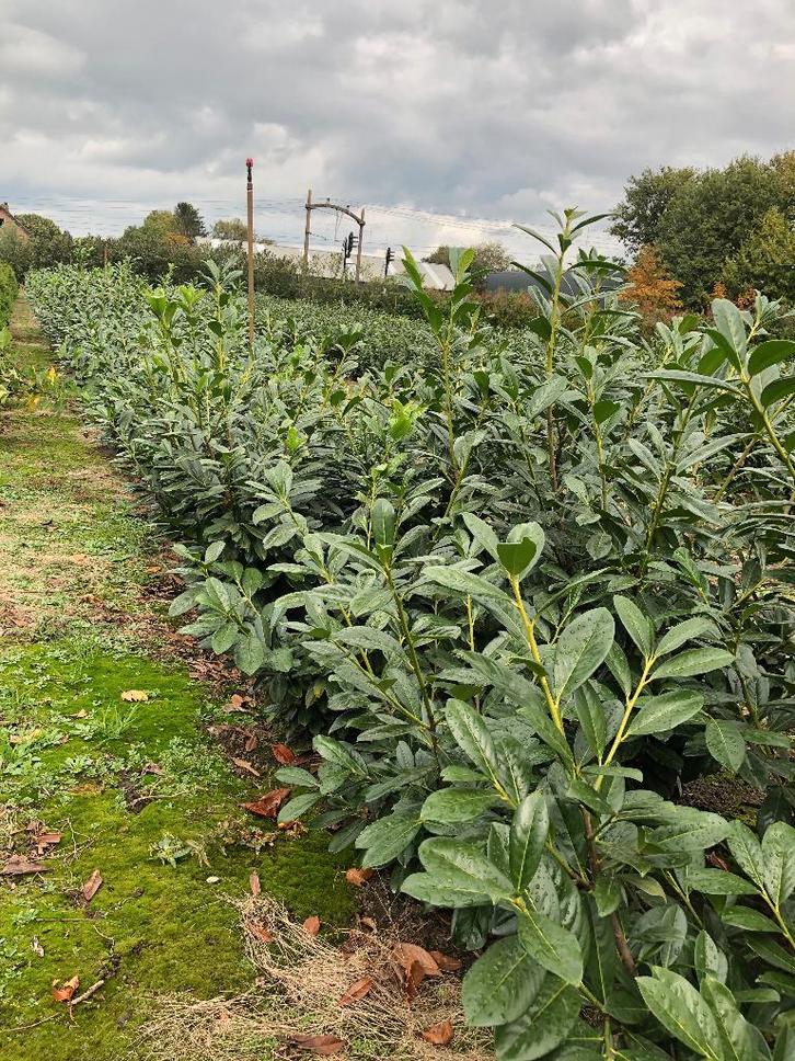 Laurier te koop, Tuin en Terras, Planten | Struiken en Hagen, Laurier, 100 tot 250 cm, Ophalen