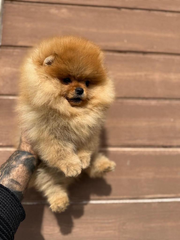 Pomeriaan, Dieren en Toebehoren, Honden | Poolhonden, Keeshonden en Oertypen, Nederland, 8 tot 15 weken, Parvo, Eén hond