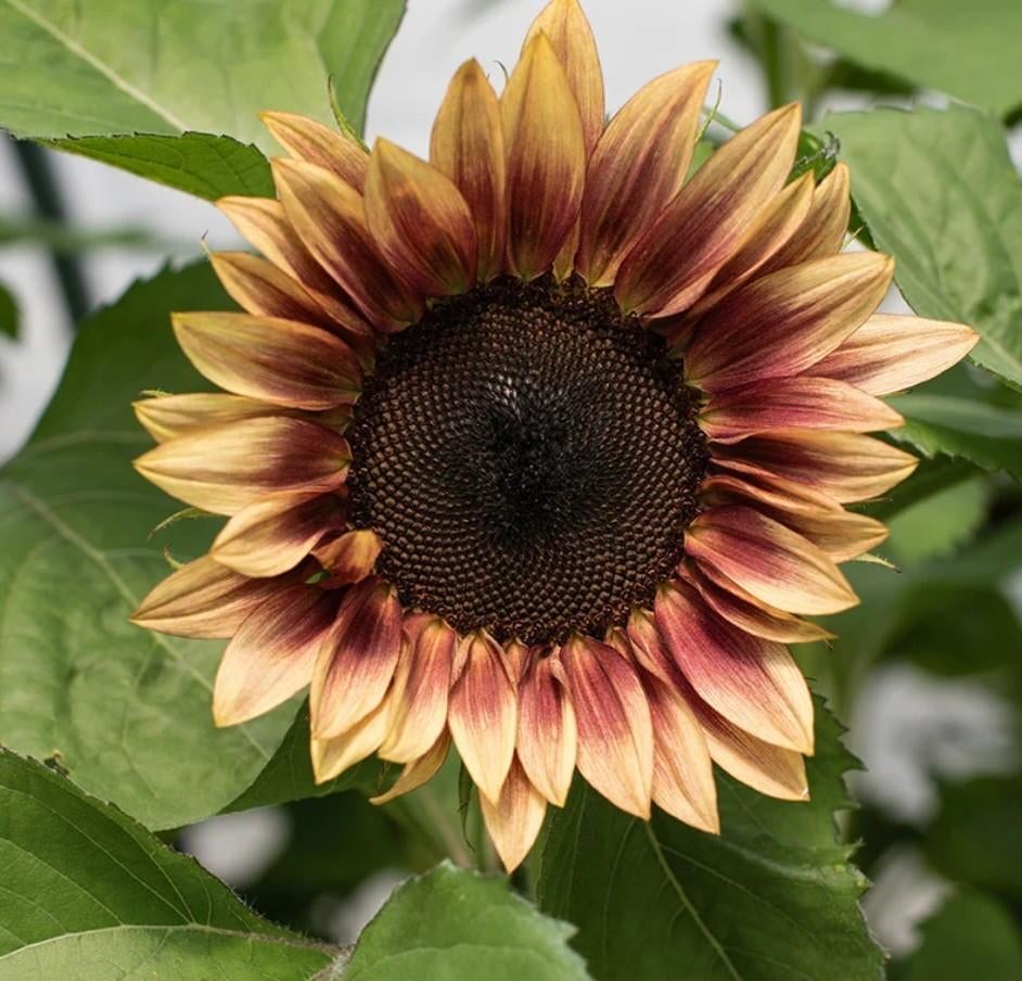 Zonnebloem ProCut Plum F1 stekje, Ophalen, Volle zon