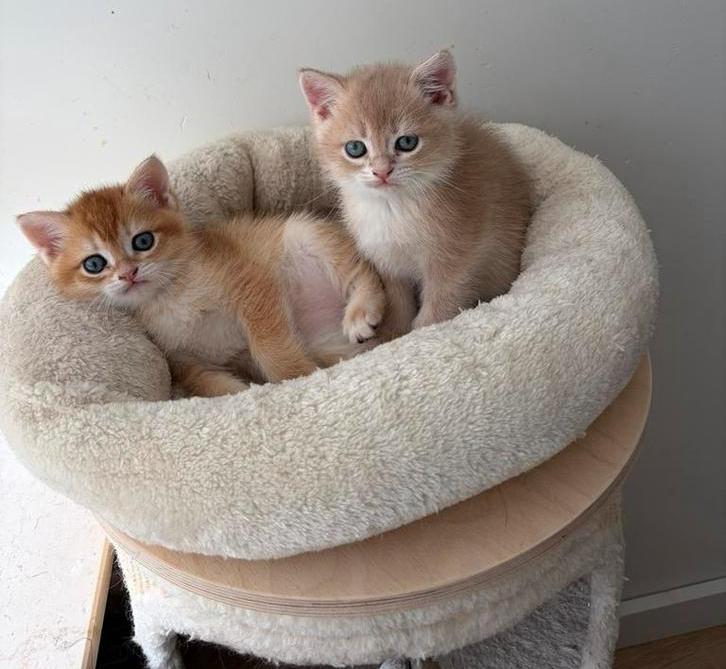 Prachtige brits(e)korthaar kittens met stamboom, Dieren en Toebehoren, Meerdere dieren, Met stamboom, 0 tot 2 jaar