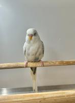 Bonte split voor blackface, Meerdere dieren, Parkiet