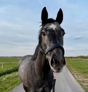 Henry (2021) – zadelmakke schimmel ruin, Dieren en Toebehoren, Paarden, B, Ruin, 3 tot 6 jaar, Ontwormd