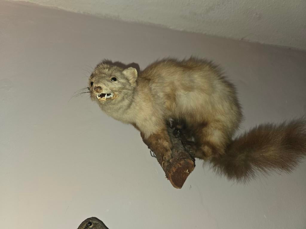 Opgezette steenmarter, Ophalen of Verzenden